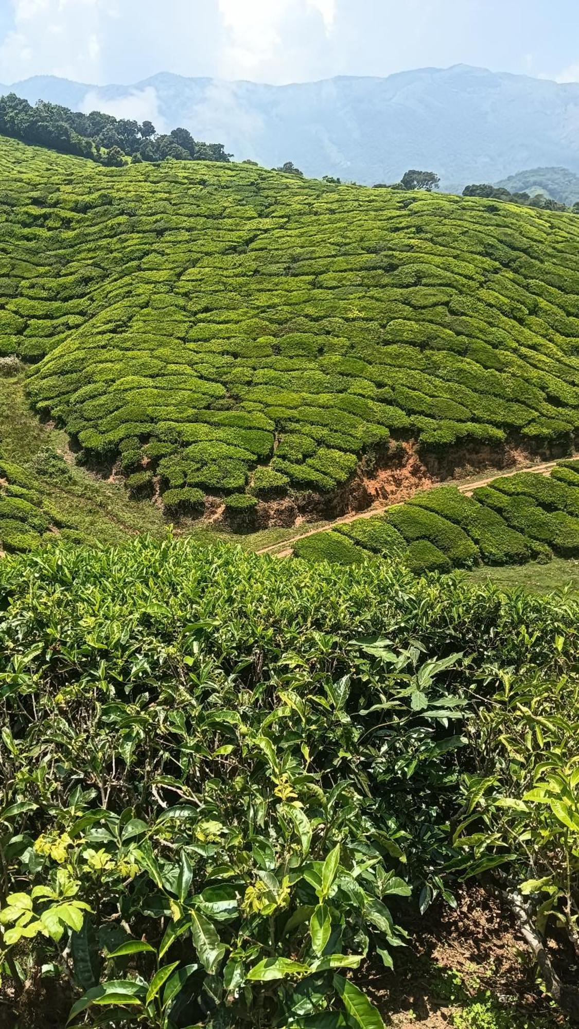 Mount Mist Villa Munnar Exterior photo